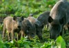Стартира ловния сезон на дива свиня и дребен дивеч от 1 октомври
