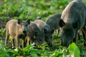 Стартира ловния сезон на дива свиня и дребен дивеч от 1 октомври