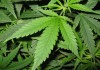 Намериха 200 грама марихуана в село Генерал Тошево