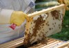 Преустановяват приема на заявления в два сектора на програма „Пчеларство”