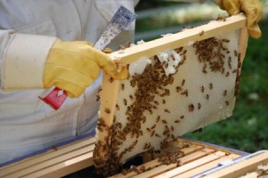 Преустановяват приема на заявления в два сектора на програма „Пчеларство”