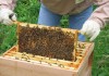 Започва приемът по програма „Пчеларство"