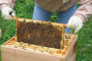 Започва приемът по програма „Пчеларство“