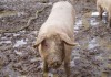 150 килограмово прасе изчезна безследно в Елхово