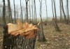 Задържаха незаконно превозвани дърва за огрев край Мамарчево
