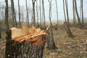 Задържаха незаконно превозвани дърва за огрев край Мамарчево