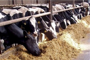 Промени в схемите за национални доплащания улесняват животновъдите