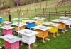 Разкрита бе кражбата на 5 пчелни кошера в село Трънково