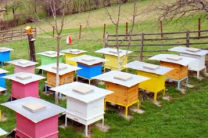 Разкрита бе кражбата на 5 пчелни кошера в село Трънково