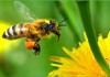 На вниманието на собственици на пчелни семейства отново