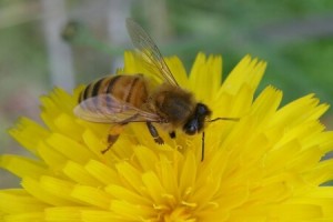 На вниманието на собтвеници на пчелни семейства в землището на Елхово