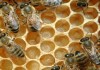 На вниманието на собтвеници на пчелни семейства
