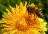 От 16 май приемат заявки за плащане по пчеларската програма