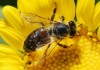 Определиха ставките по de minimis за пчеларите и животновъдите