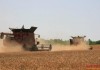 Добра реколта на ечемик и пшеница отчитат в община Елхово