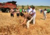 Видео и снимки: Зам. Министър на земеделието зажъна пшеница в община Елхово