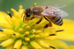 До 31 август приемат заявки за плащане по пчеларската програма