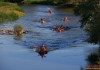 Снимки: Лодка от Елхово спечели първото място в гребното състезание по река Тунджа в Елхово