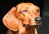 Домашните кучета трябва да бъдат регистрирани и чипирани до края на месец януари 2013год. 