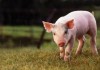 Стартират схемите за подпомагане на свиневъдството, птицевъдството и компенсации за пропаднали площи