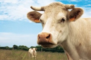 На вниманието на земеделските производители – животновъди от град Елхово