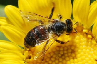 На вниманието на собственици на пчелни семейства в землището на Елхово