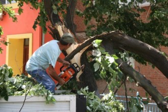 Снимки: Ураганен вятър повали част от дърво на улица „Трети Март“ в Елхово