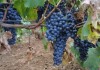 До 31 юли е срокът за подаване на документи за авансово плащане по лозаро-винарската програма 