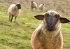 От днес умъртвяват овце със "син език" на територията на община Елхово