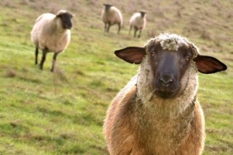 Жител на Елхово откраднал три овце от пасище в землището на село Чарган
