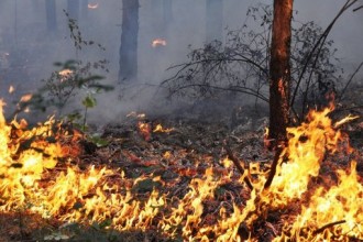 „В-к Делник“: Второ обвинение за алжирецът, който подпали гората край Лесово