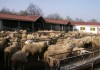 На 1 октомври изтича срокът за прием на заявления по de minimis за изхранване на овце - майки през 2014 година