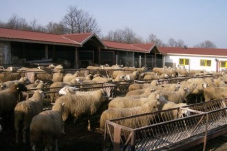 Забранена е продажбата на животни в четири области заради шарка по овцете в Гърция