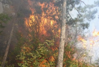 Снимки: Пожар изпепели горски масив край село Гранитово