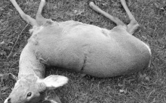 Двама ловци, отстреляли незаконно сърна, са заловени в ловностопански район край Лесово