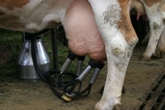 Започват проверки за качеството на суровото мляко в Ямболско
