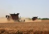 Добивите на пшеница в Ямболско са по-високи от миналата година