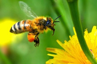 На вниманието на всички собственици на пчелни семейства в землището на Елхово