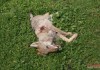 Снимки: Вместо дива свиня в Борисово повалиха вълк