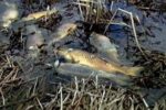Районна прокуратура – Ямбол се самосезира по материали в медиите и разпореди проверка за наличието на мъртва риба в река Тунджа