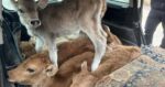 Спряха шофьор от село Бояново, натъпкал седем телета в багажника на колата си