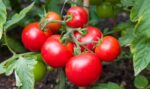 Британците се оплакват от недостиг на домати в магазините