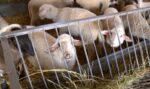 Решение за скъпото мляко: Животновъдите обмислят да отстъпят държавните си помощи на търговските вериги