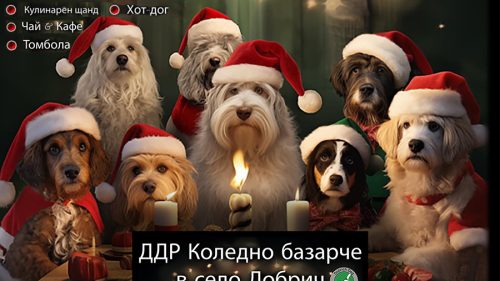 Приютът за кучета Добрич (DDR) организира Коледно базарче в помощ на тяхната дейност