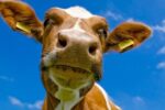 Открит случай на бруцелоза в Ямболско: Изследват се над 20 контактни лица и животновъдни обекти